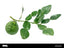 Bergamot Leaf