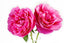 Bulgarian Rose