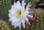 Cactus flower
