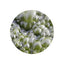 Calone