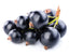 Cassis