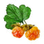 Cloudberry