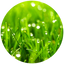 Green Notes