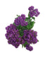 Heliotrope