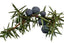 Juniper