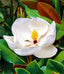 Magnolia