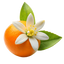 Orange Blossom