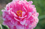 Peony