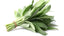 Sage