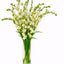 Tuberose