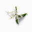 Water Jasmine