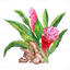 Ginger Blossom