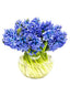 Hyacinth